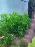Mos garnalenflats en meer aquarium toebehoren, Ophalen of Verzenden, Zo goed als nieuw, Plant(en), Steen of Hout