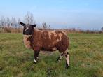 Bonte dekram zwoegervrij, Mannelijk, Schaap, 0 tot 2 jaar
