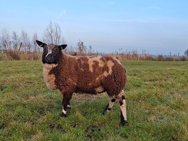 Bonte dekram zwoegervrij, Dieren en Toebehoren, Schapen, Geiten en Varkens, Schaap, Mannelijk, 0 tot 2 jaar
