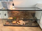 Luipaard gekko inclusief terrarium, Ophalen of Verzenden, Zo goed als nieuw