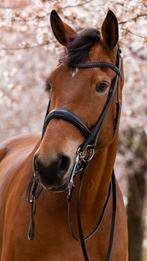 Passier stang en trens hoofdstel, Dieren en Toebehoren, Ophalen of Verzenden, Zo goed als nieuw, Dressuur