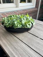 Mooie ovalen schaal/plantenbak, Steen, Minder dan 60 cm, Rond, Ophalen of Verzenden