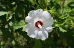 Hibiscus stekken en boompjes.  Alles van eigen tuin., Tuin en Terras, Planten | Bomen, Overige soorten, Minder dan 100 cm, Zomer
