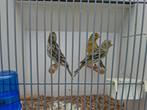 3 jongen kanaries, Meerdere dieren, Kleurkanarie