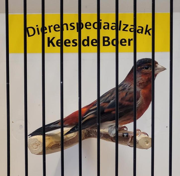 Mooie en goed zingende f1 kapoetsensijs bastaard, Dieren en Toebehoren, Vogels | Overige Vogels, Wildzangvogel, Mannelijk, Geringd