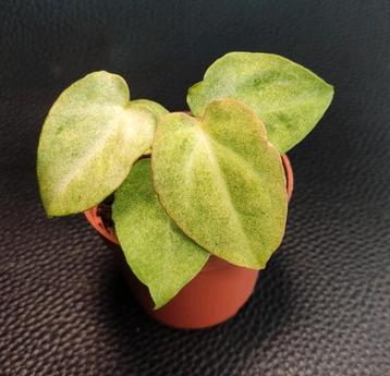 Variegata / variegated Anthurium Crystallinum x (AOS x AOS) beschikbaar voor biedingen