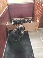 labrador puppy's te koop, Dieren en Toebehoren, Honden | Retrievers, Spaniëls en Waterhonden, Particulier, CDV (hondenziekte)