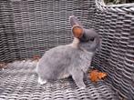 Lieve hangoor voedsters, Dieren en Toebehoren, Konijnen, Vrouwelijk, Hangoor