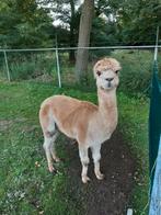 Alpaca hengst, Dieren en Toebehoren, Overige Dieren, Maart, Mannelijk