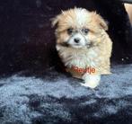 Prachtige boomer x pomperiaan pups, Dieren en Toebehoren, Honden | Chihuahua's en Gezelschapshonden, Overige rassen, 8 tot 15 weken