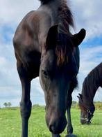 Fries veulen te koop aangeboden, Dieren en Toebehoren, Paarden, Niet van toepassing, Dressuurpaard, 0 tot 2 jaar, Hengst