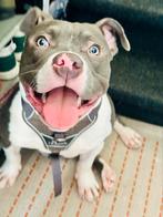 Amerikan bully  POCKET  11 maand oud, Dieren en Toebehoren, Honden | Bulldogs, Pinschers en Molossers, Particulier, Rabiës (hondsdolheid)