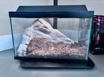 terrarium, Dieren en Toebehoren, Insecten en Spinnen, Wandelende tak