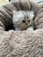 Britse Langhaar, Poes, Ontwormd, 0 tot 2 jaar