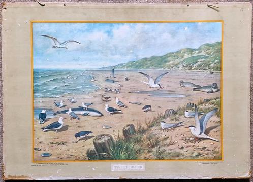 Aan het strand (M.A. Koekkoek), Antiek en Kunst, Antiek | Schoolplaten, Natuur en Biologie, Ophalen