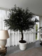 Prachtige Kunst Olijfboom - 270cm hoog, Ophalen, 200 cm of meer, Overige soorten, Halfschaduw