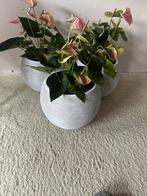 Drie bloempotten merk Capi.Kleur wit-grijs ribbelstructuur., Tuin en Terras, Bloempotten, Ophalen, Kunststof, Rond, Binnen