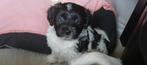Prachtige puppy, Dieren en Toebehoren, Honden | Niet-rashonden, Reu, CDV (hondenziekte), 8 tot 15 weken, Eén hond