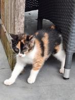 Zwart witte *Kitten Europese korthaar, Dieren en Toebehoren, Meerdere dieren