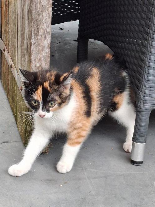Zwart witte *Kitten Europese korthaar, Dieren en Toebehoren, Katten en Kittens | Overige Katten, Meerdere dieren
