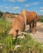Lieve kinder shetlander, Ruin, Niet van toepassing, A pony (tot 1.17m), 7 tot 10 jaar