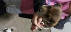 Jack Russel pups te koop, Dieren en Toebehoren, Jack Russell Terriër, CDV (hondenziekte), 8 tot 15 weken, Meerdere dieren