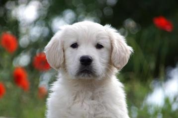 Lieve Golden Retriever pups uit stamboomlijn met garantie beschikbaar voor biedingen