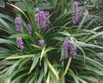Liriope stekjes te koop, Ophalen of Verzenden, Zomer, Overige soorten, Halfschaduw