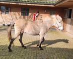 Uniek: Supermooie en lieve ZORSE / ZONY, Dieren en Toebehoren, Vrouwelijk