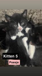 Lieve Kittens, Dieren en Toebehoren, Meerdere dieren, Ontwormd