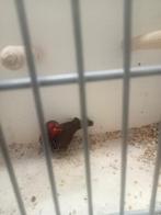 Emblema picta man, Dieren en Toebehoren, Mannelijk, Tropenvogel