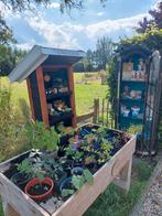 Diverse biologische planten & stekken v.a. € 0,50 + zaden, Overige soorten, Volle zon, Eenjarig, Ophalen of Verzenden