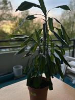 Dracaena fragrans, Huis en Inrichting, Kamerplanten, Overige soorten, Minder dan 100 cm, Halfschaduw, In pot