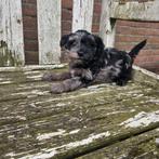 Te koop leuke boomer pups, Dieren en Toebehoren, Honden | Niet-rashonden, Nederland, CDV (hondenziekte), 8 tot 15 weken, Meerdere