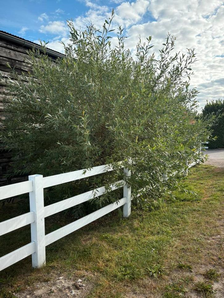 Wilgentakken gratis, Tuin en Terras, Planten | Struiken en Hagen, Ophalen of Verzenden