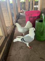 1 mannetje pauwstaart, Dieren en Toebehoren, Mannelijk, Overige soorten