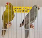 Koppel kakariki parkieten cinamon x blauw, Meerdere dieren, Parkiet