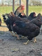 barnevelder dubbel gezoomd kippen, Geslacht onbekend, Kip
