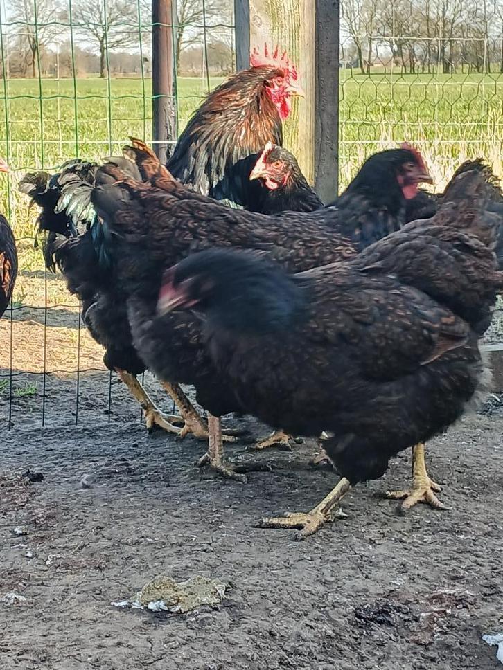 barnevelder dubbel gezoomd kippen, Dieren en Toebehoren, Pluimvee, Kip, Geslacht onbekend