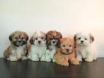 Mooie Boomer pups ShihTzu x Maltezer., Dieren en Toebehoren, Honden | Chihuahua's en Gezelschapshonden, Nederland, Overige rassen