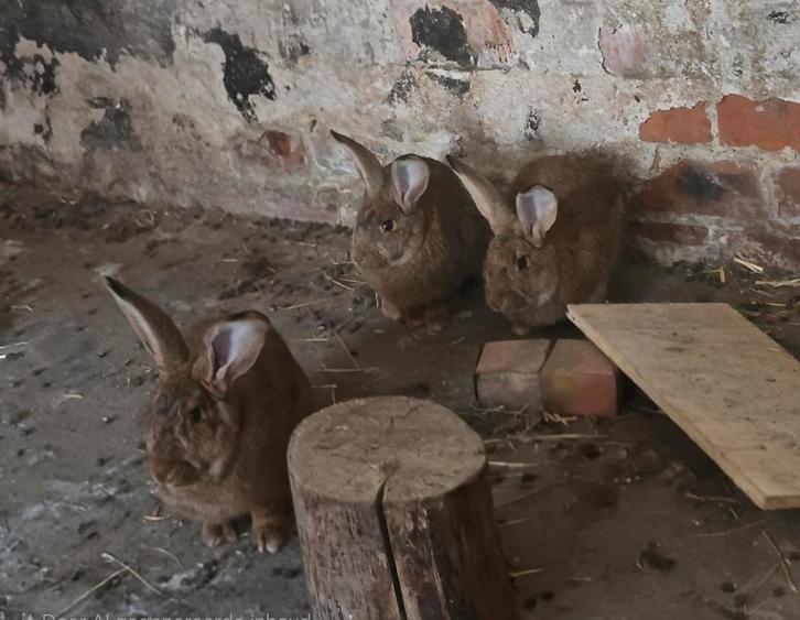 Vlaamse reuzen, Dieren en Toebehoren, Konijnen, Groot, Mannelijk