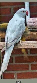 Halsbandparkiet pop dominant gezoomd opaline, Vrouwelijk, Parkiet, Geringd