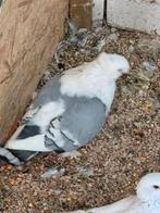Oosterse meeuwen kortsnavels, Dieren en Toebehoren, Vogels | Duiven, Meerdere dieren, Overige soorten