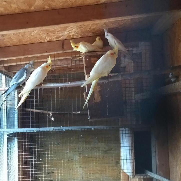 Broedkoppel valkparkieten en 3 jongen, Dieren en Toebehoren, Vogels | Parkieten en Papegaaien, Parkiet, Meerdere dieren, Tam