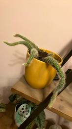 12. apenstaartcactus stekje, Huis en Inrichting, Kamerplanten, Ophalen of Verzenden, Overige soorten, Minder dan 100 cm