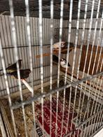 Zebravinken, Dieren en Toebehoren, Meerdere dieren