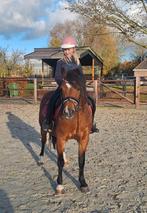 Fantastische knuffel en sportpony, Dieren en Toebehoren, Pony's, Merrie, B, Gechipt, Dressuurpony