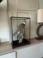 Zeldzame Saker Valk (Falco Cherrug) in Vitrine, Huis en Inrichting, Ophalen, Zo goed als nieuw