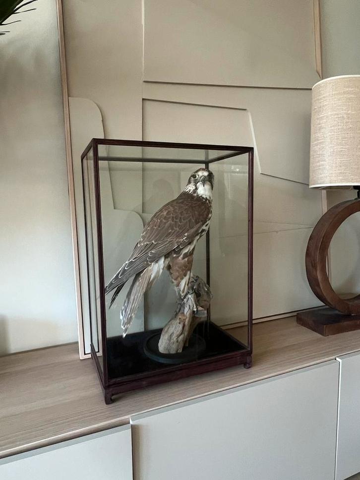 Zeldzame Saker Valk (Falco Cherrug) in Vitrine, Huis en Inrichting, Woonaccessoires | Stolpen, Zo goed als nieuw, Ophalen
