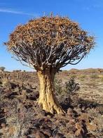 Aloe Aloidendron Ramosissimum van oorsprong Namibië., Vetplant, Ophalen of Verzenden, In pot, Minder dan 100 cm